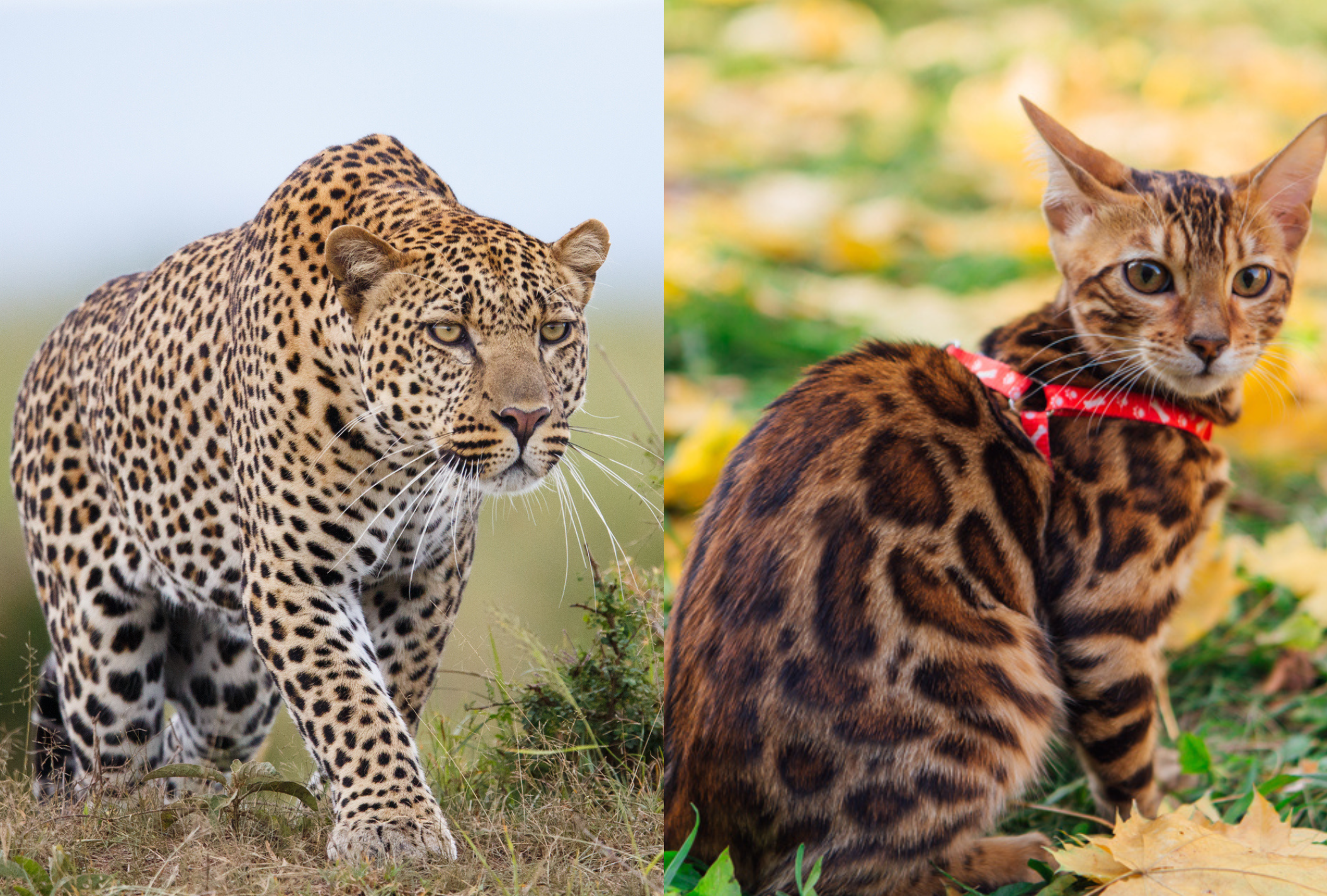 montagem comparando um gato Bengal e um leopardo