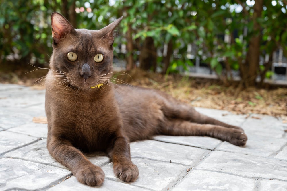 raças de gato: havana brown deitado no chão