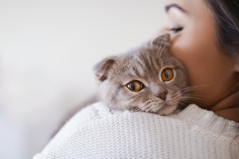 raças de gato: scottish fold deitado no ombro de tutora