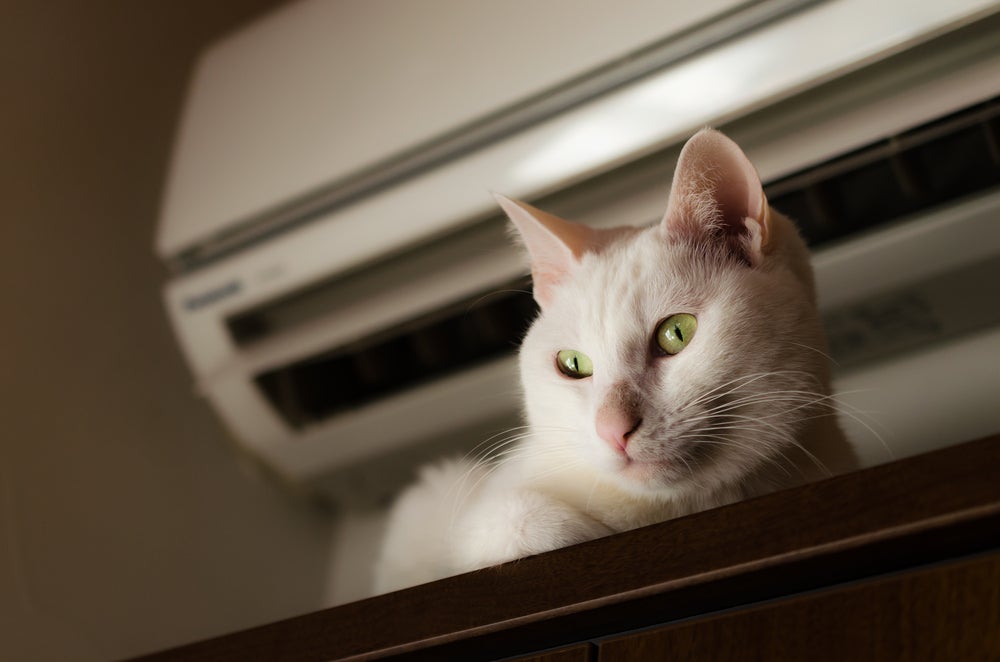 gato com calor debaixo do ar condicionado