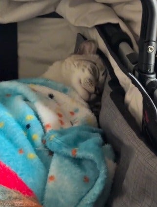 gato dormindo dentro de carrinho de bebê