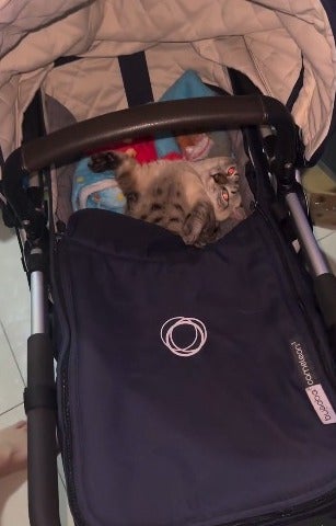gato deitado dentro de carrinho de bebê