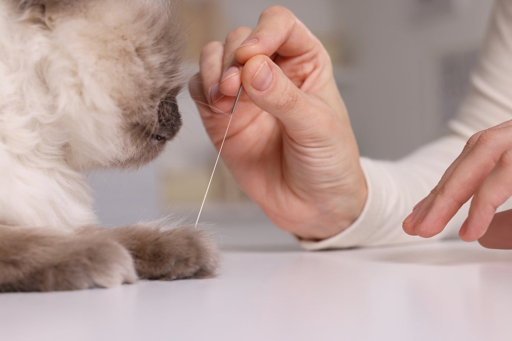 gato com hipoplasia cerebelar recebendo acupuntura