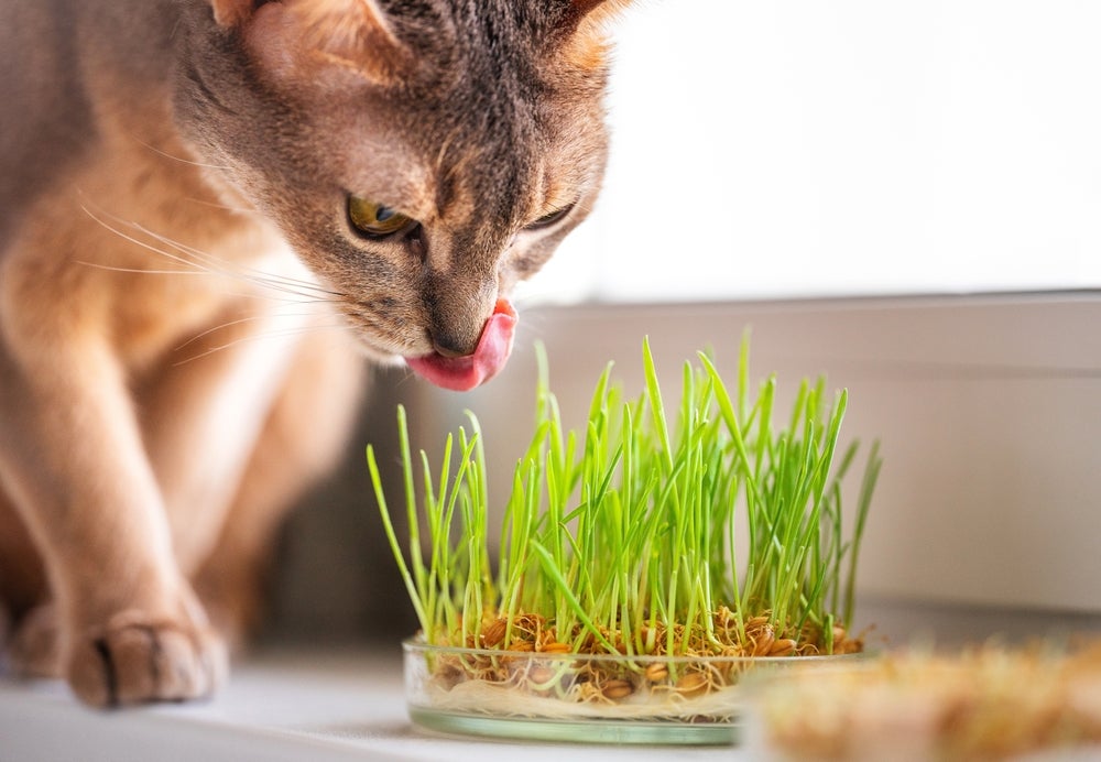 gato comendo grama em casa