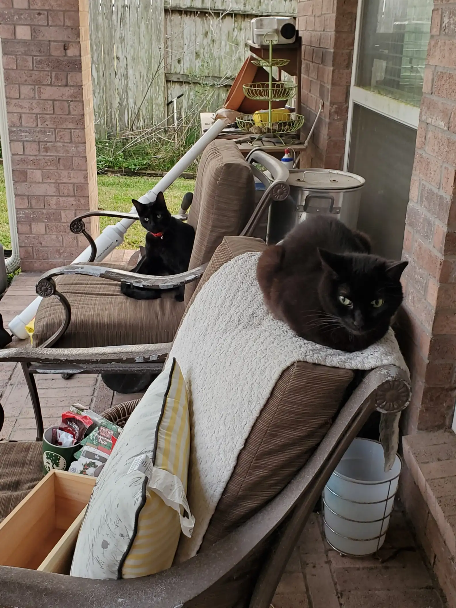 dois gatos pretos sentados em poltrona