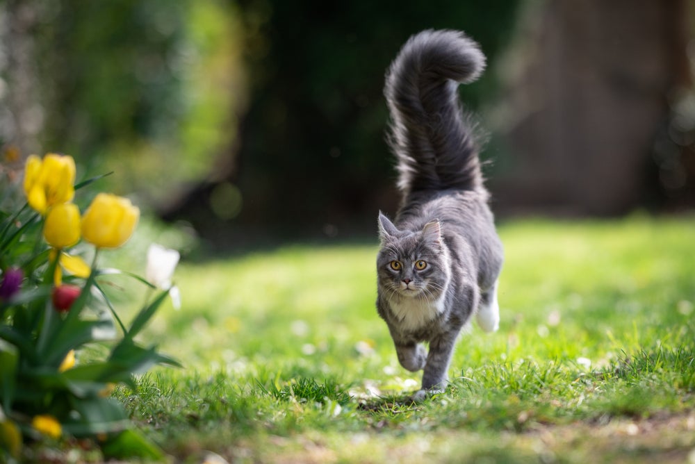 gato balançando a cauda enquanto caminha pela grama