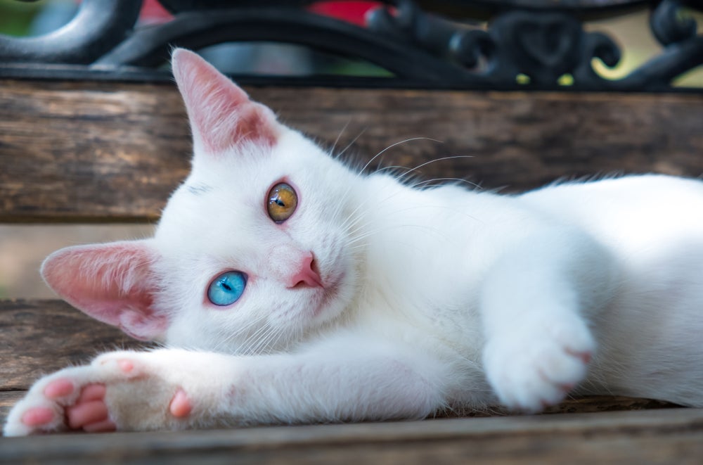 gato branco com um olho azul e outro amarelo