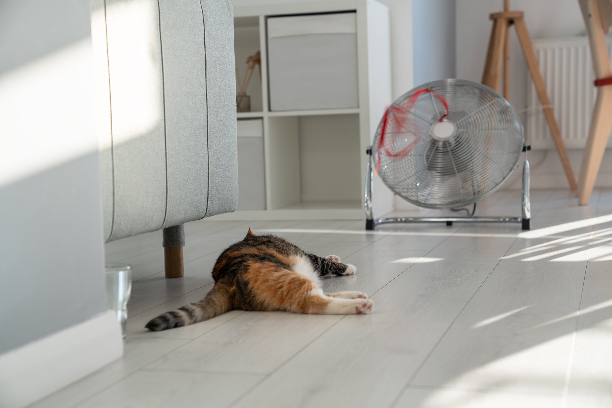 Gato deitado em chão de casa na frente de ventilador de chão