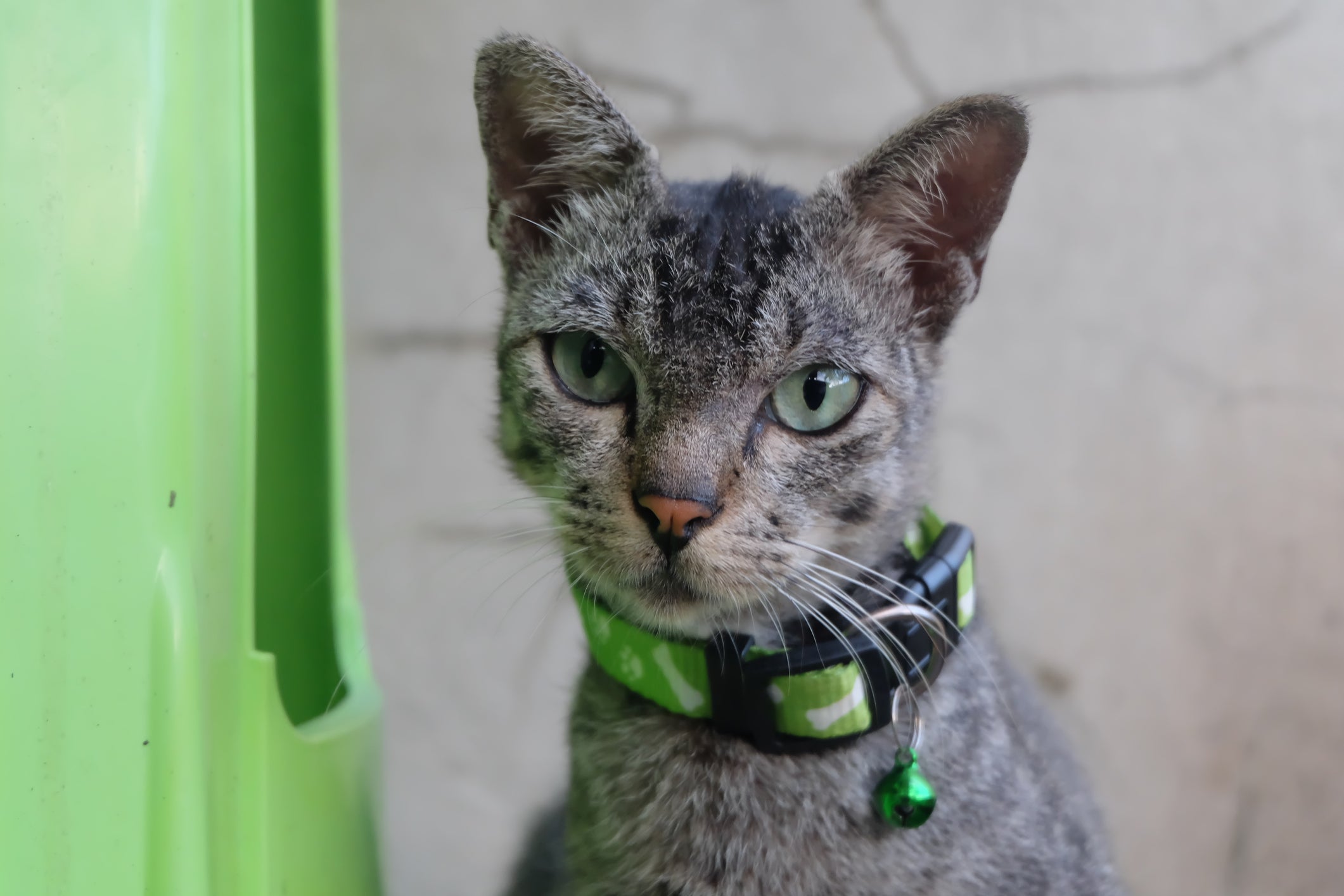 Gato usando coleira verde