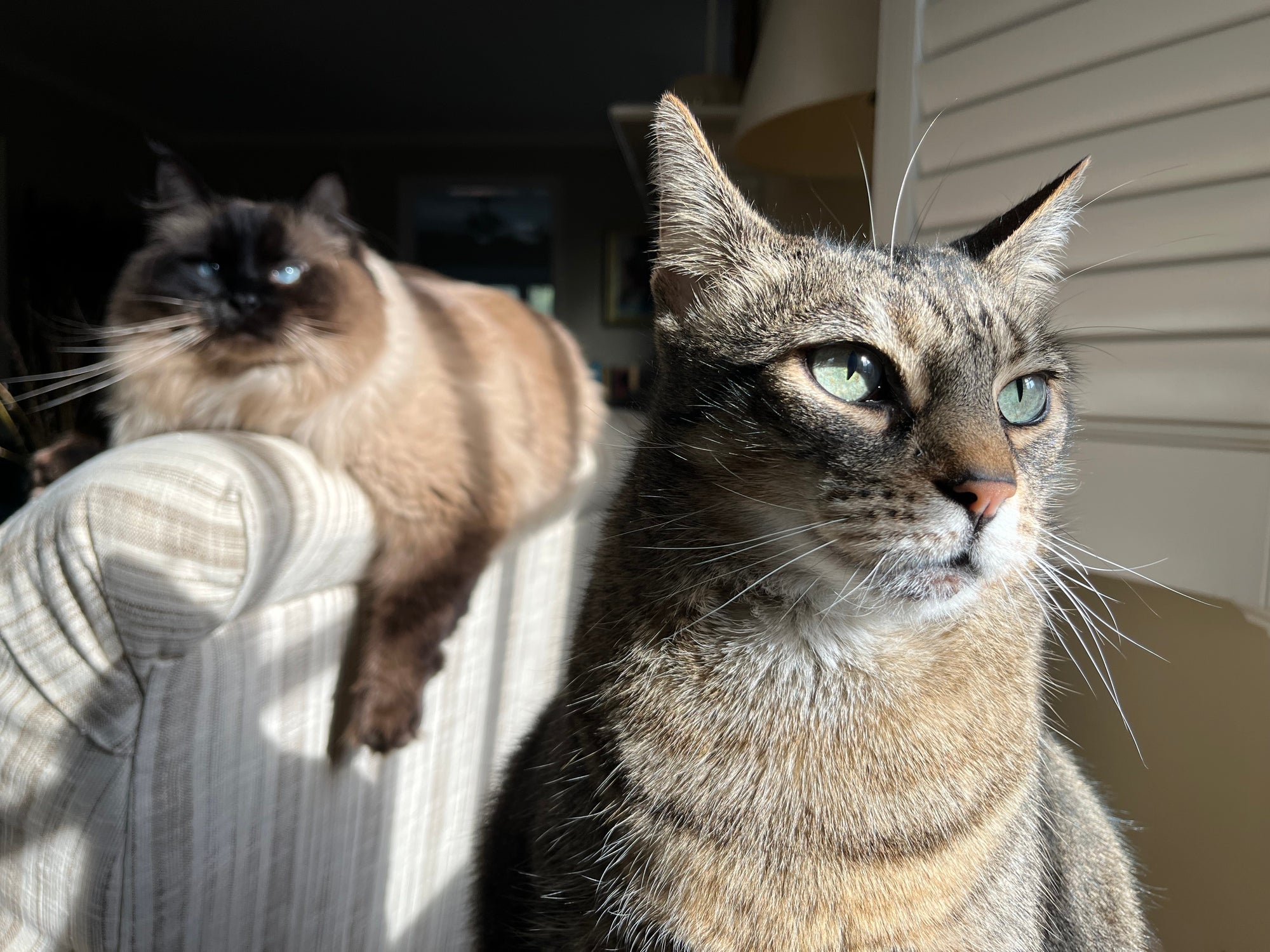 Dois gatos dentro de casa tomando sol