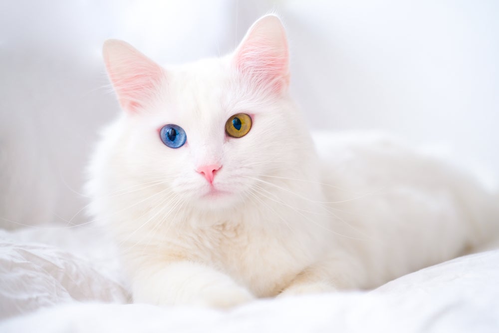Gato com heterocromia da raça Angorá