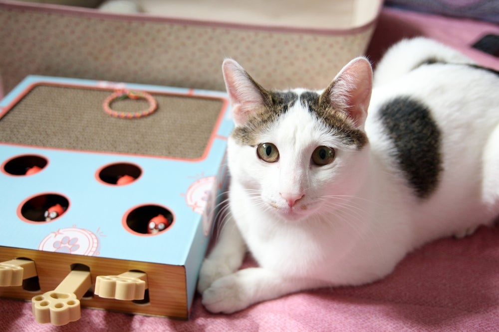 Gato com heterocromia da raça Bobtail Japonês