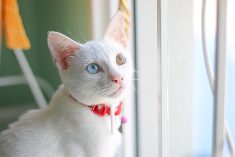 Gato com heterocromia da raça Khao Manee