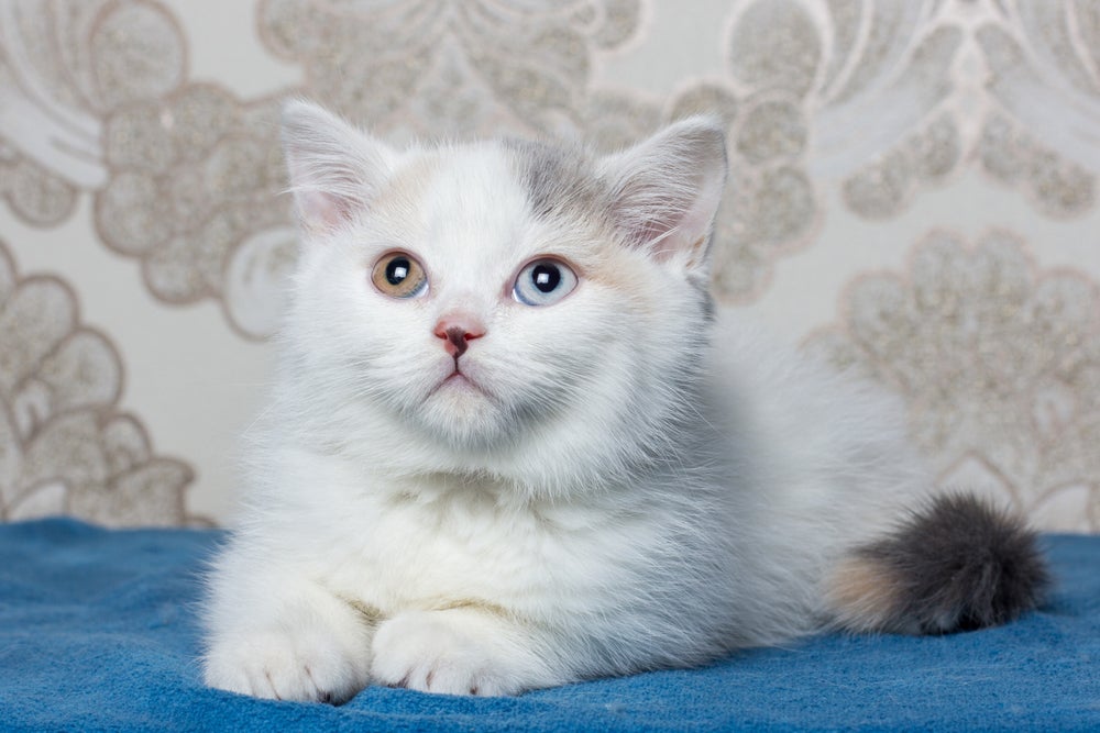 Gato com heterocromia da raça Pelo Curto Inglês