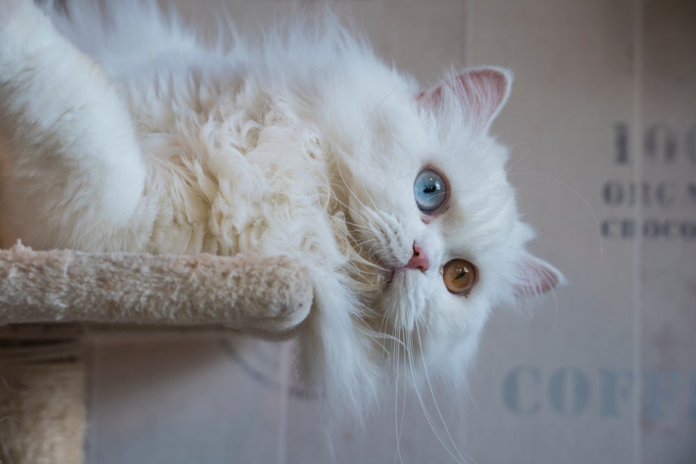 Gato com heterocromia da raça Persa