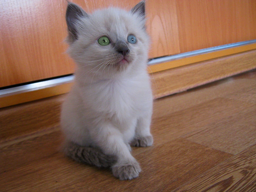 Gato com heterocromia da raça Siamês
