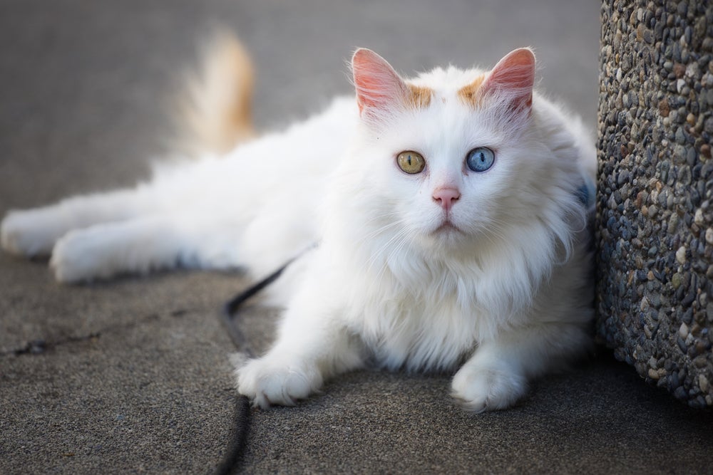 Gato com heterocromia da raça Van Turco