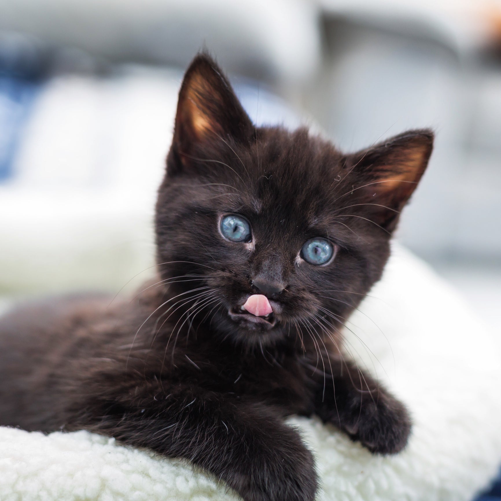 Gato filhote preto de olhos azuis