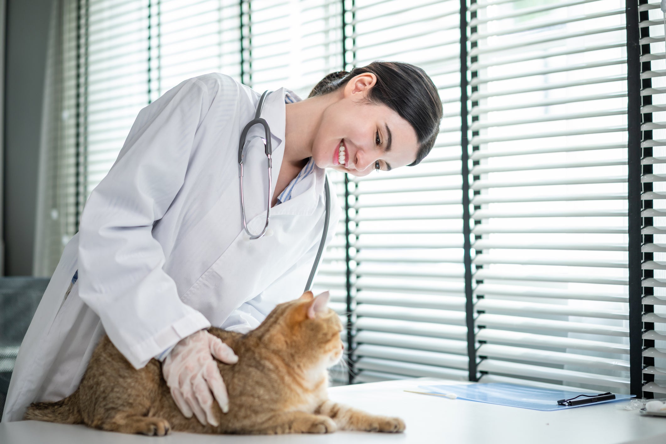 Gato laranja em consultório médico sendo cuidado por veterinária que sorri para ele