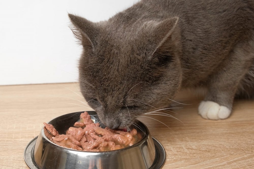 gato comendo sachê no potinho