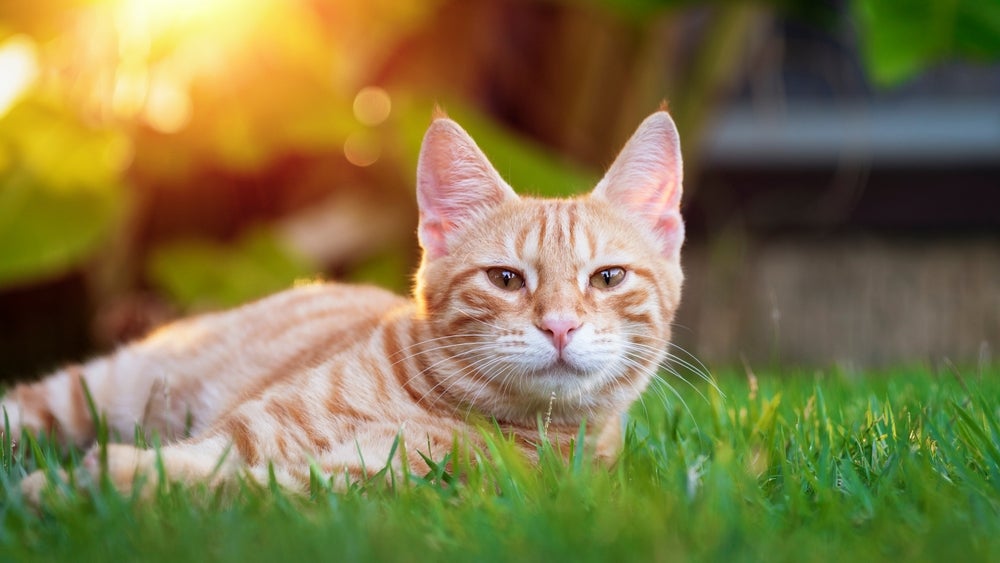 gato malhado laranja deitado no gramado