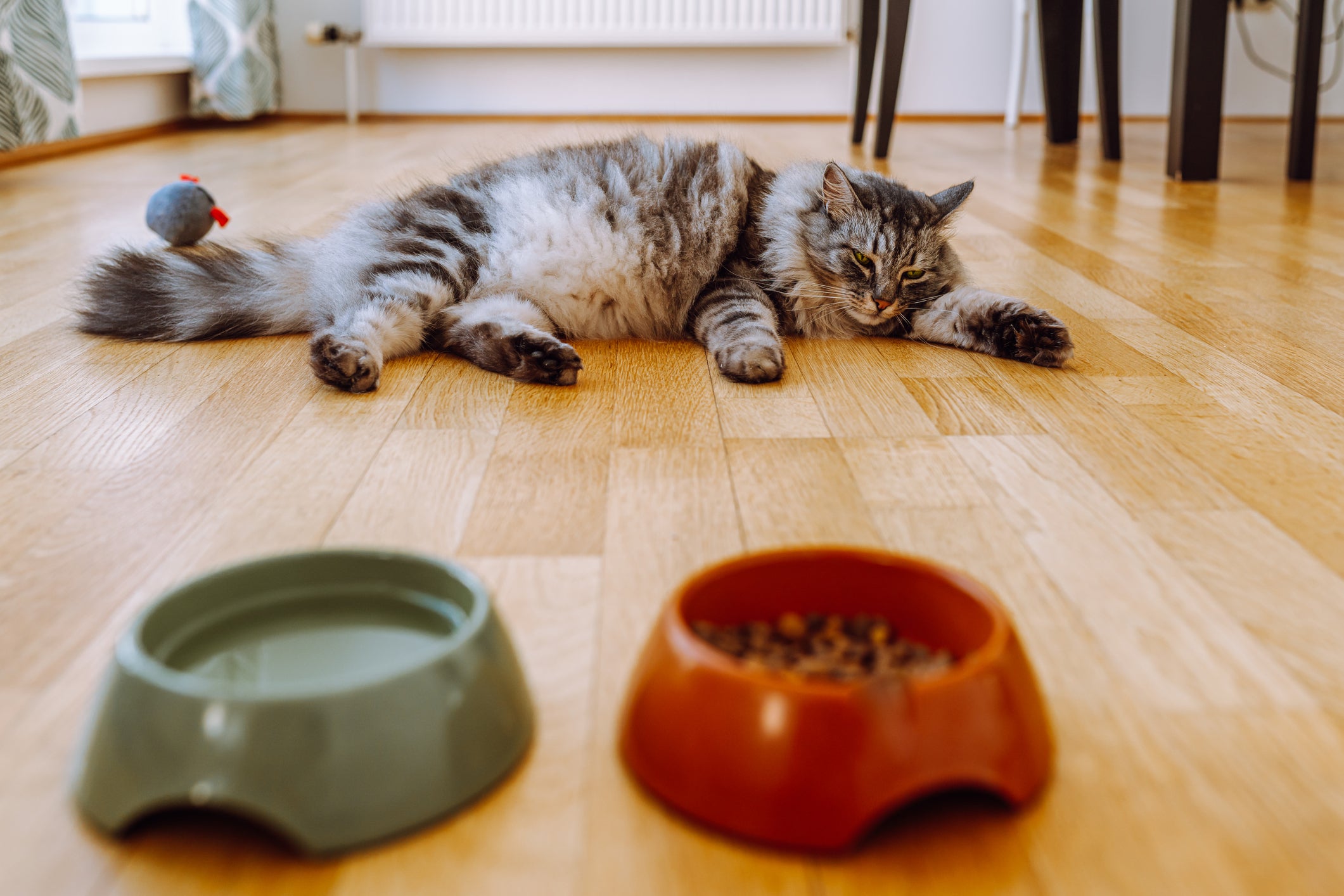 Gato deitado no chão longe de potes de água e comida
