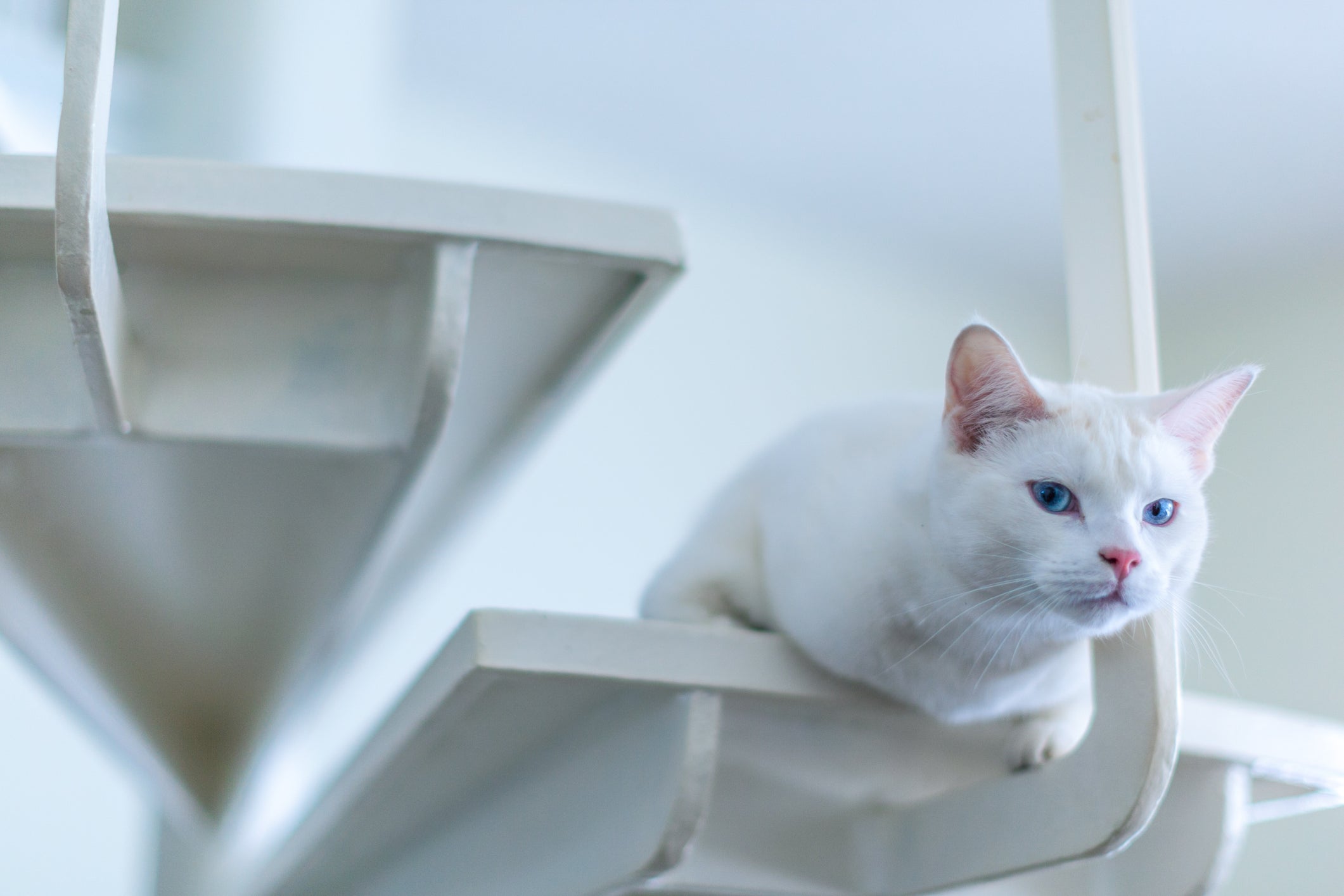 Gato Angorá em cima de escada branca