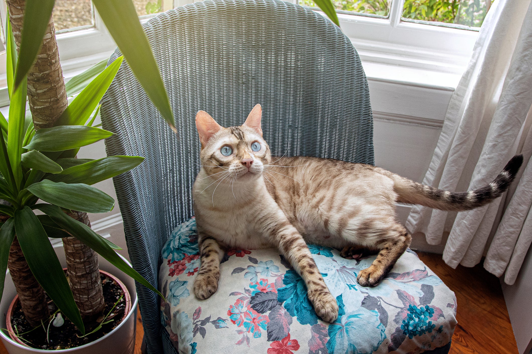 Gato Bengal deitado em cadeira com assento de estampa florida