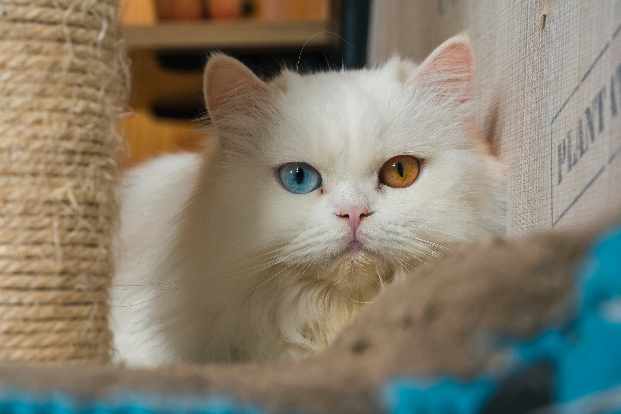 Gato Persa branco com heterocromia