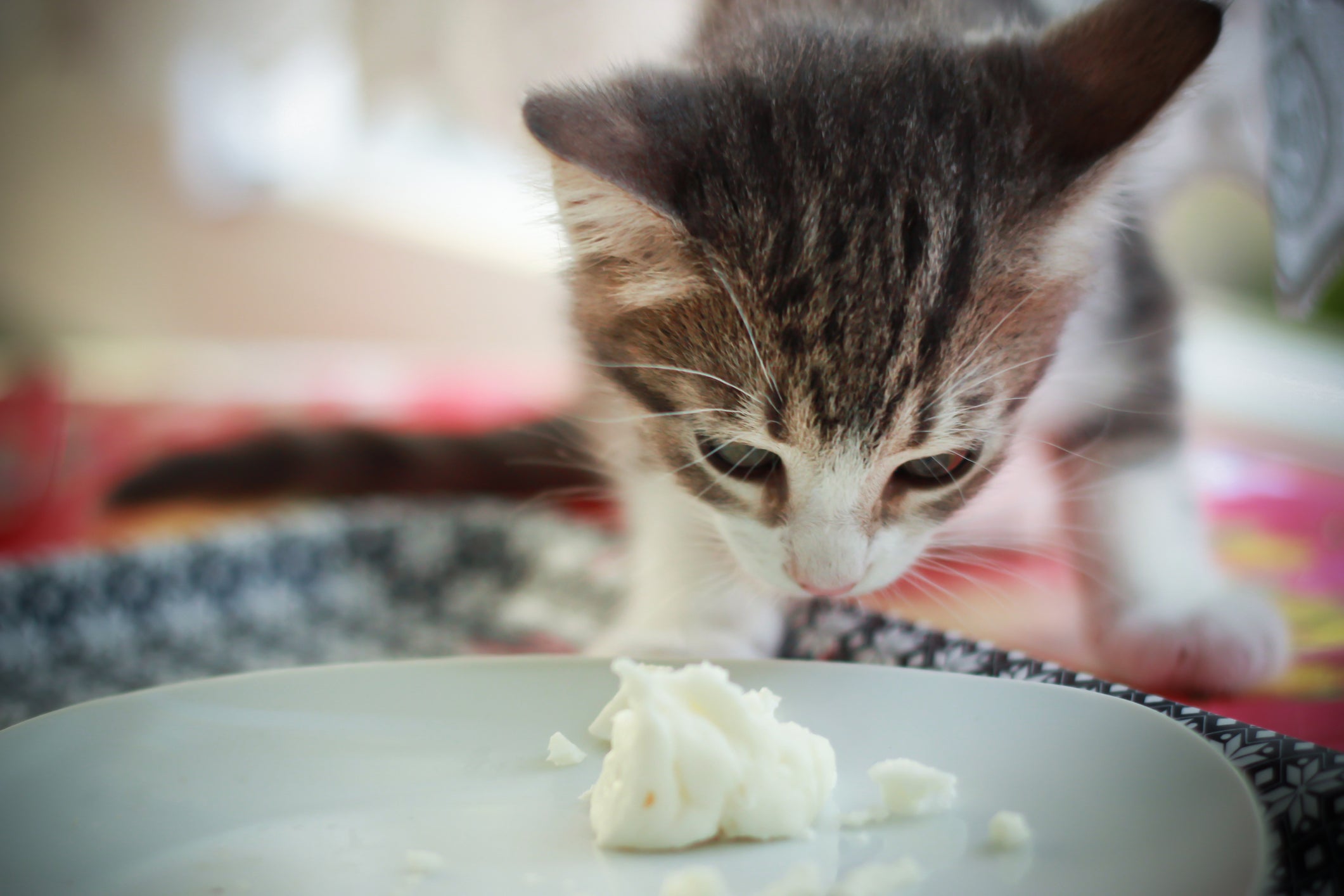 Gato cheirando requeijão em prato