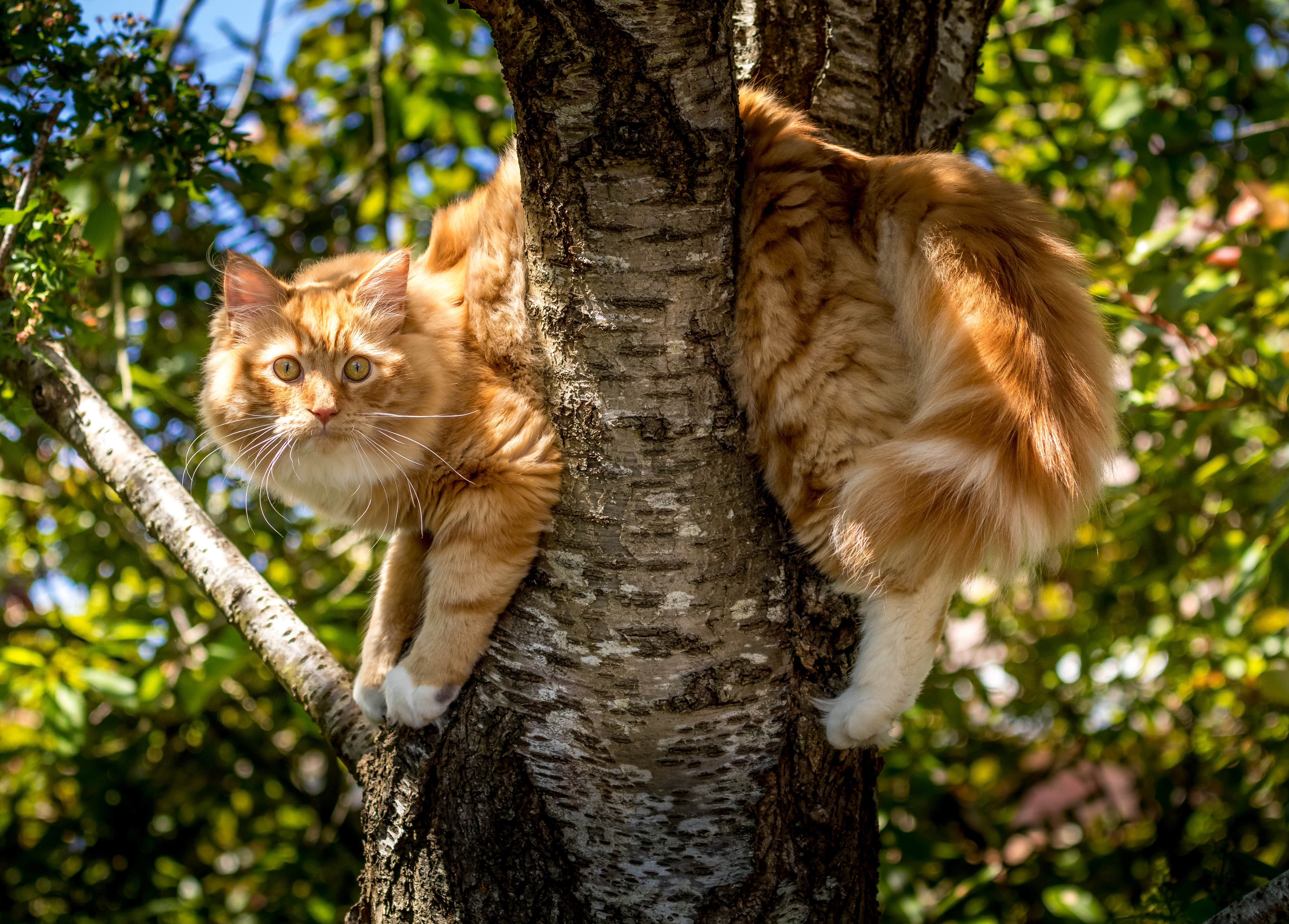 Gato-raposa em cima de árvore
