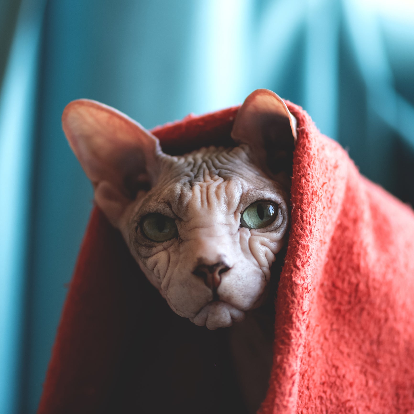 Gato Sphynx com toalha vermelha