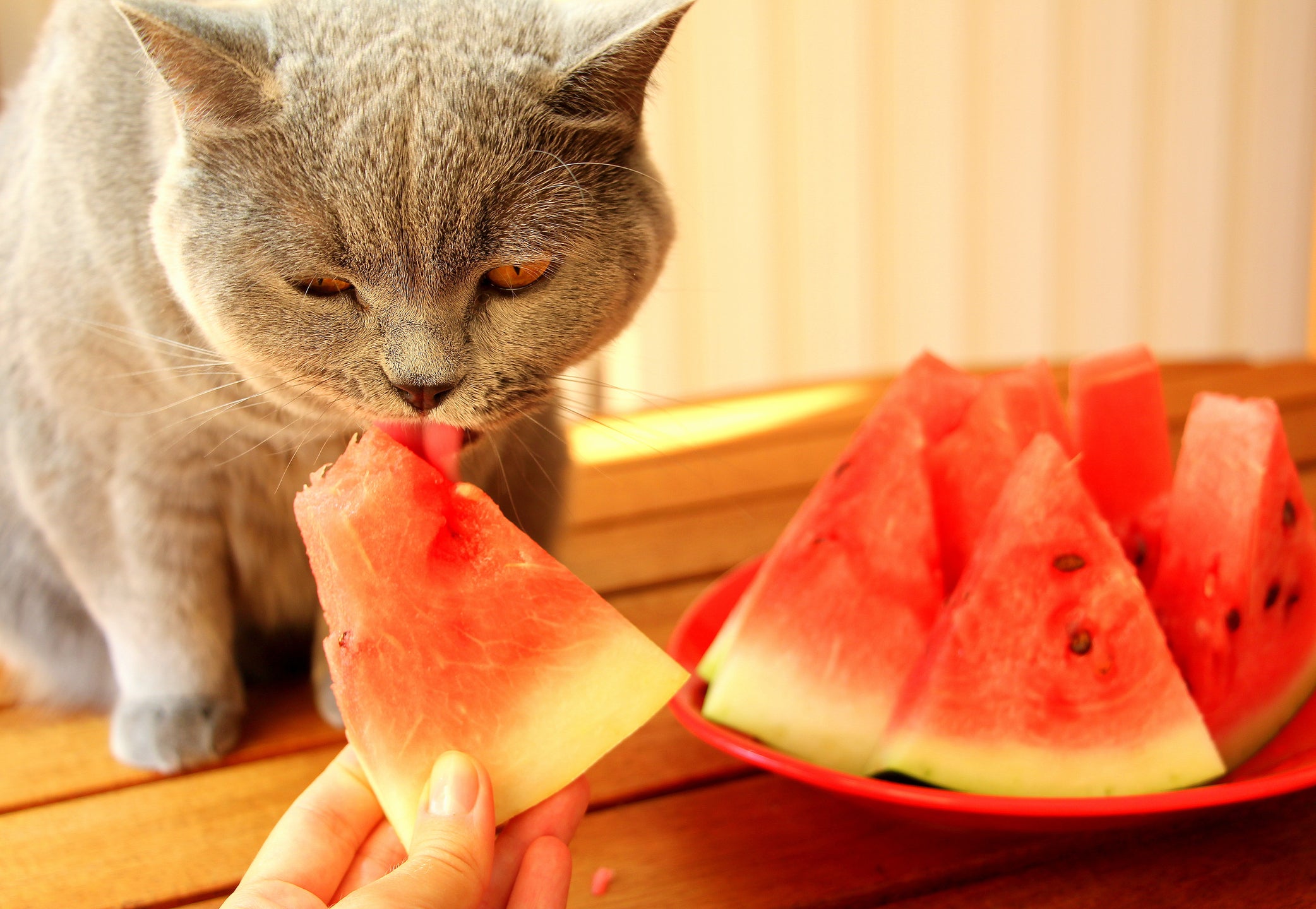 Gato cinza comendo melancia