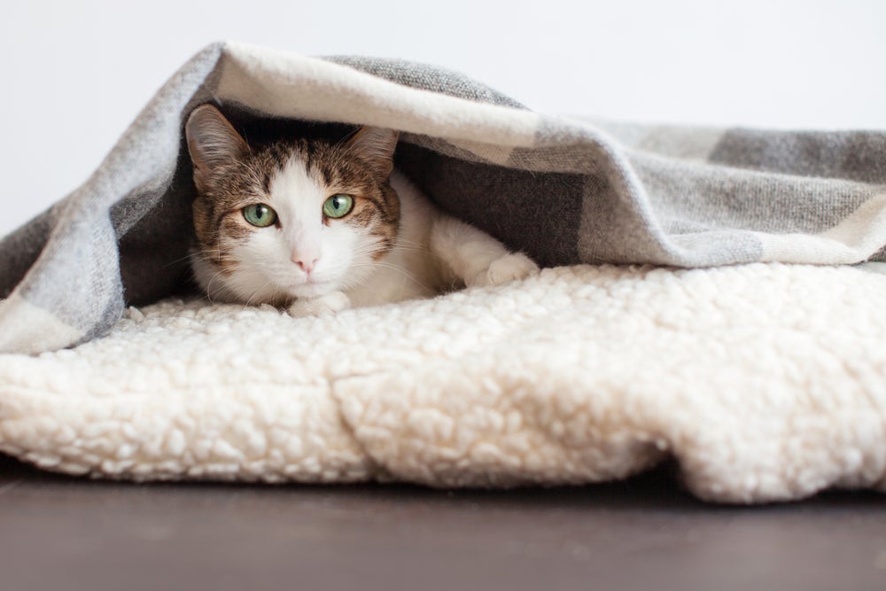 gato deitado em cima de tapete com cobertor em cima
