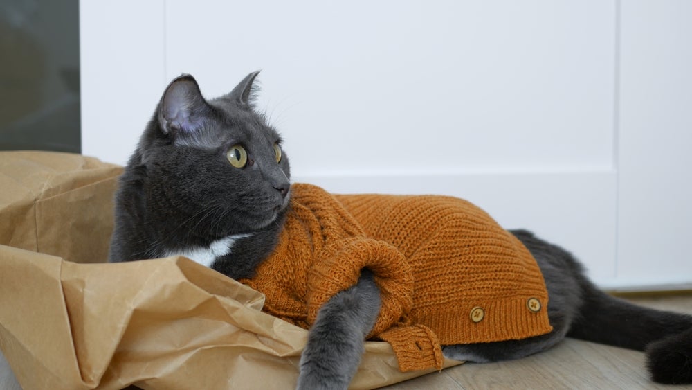 gato cinza com um casaquinho marrom deitado