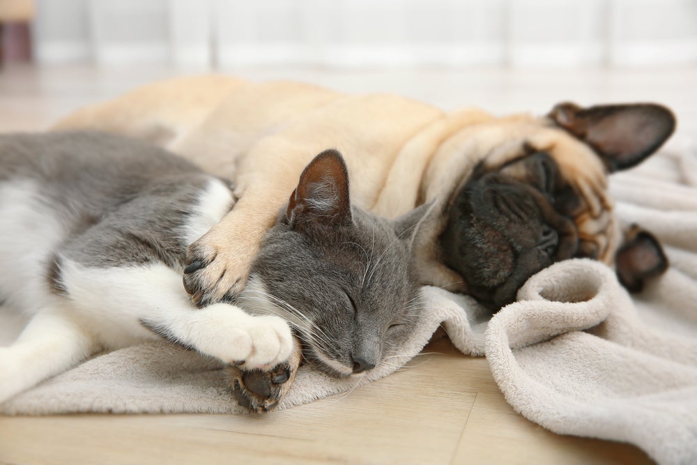 gato e cachorro sonha um do lado do outro