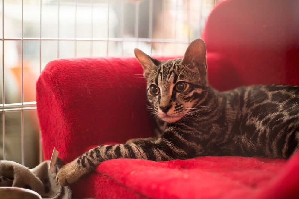 gato ashera, líder dos gatos mais caros, sentado em sofá vermelho