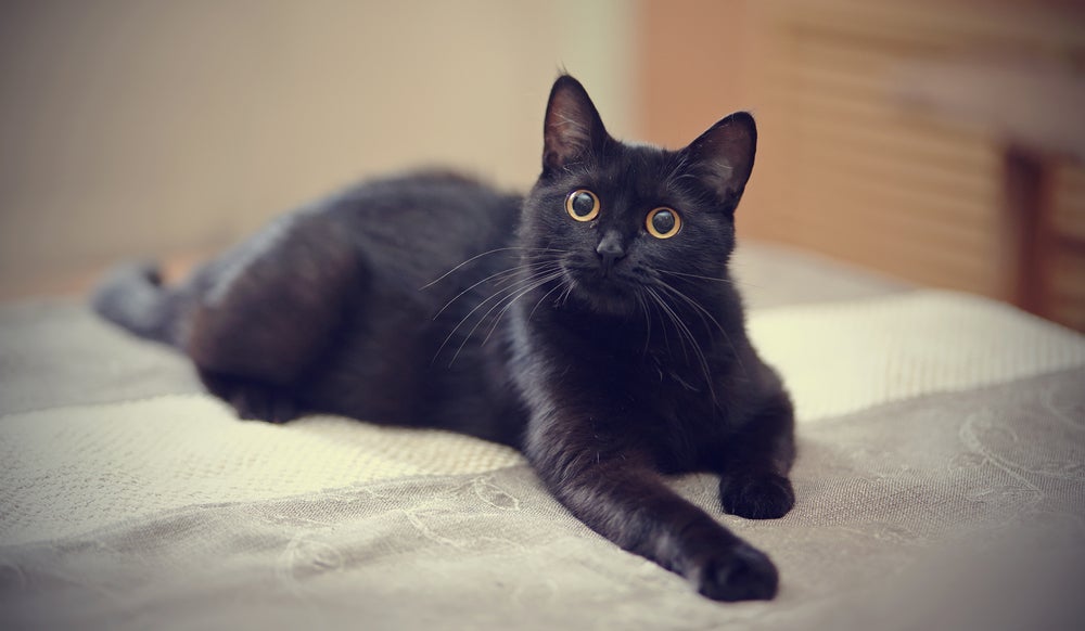 gato preto deitado em cima da cama