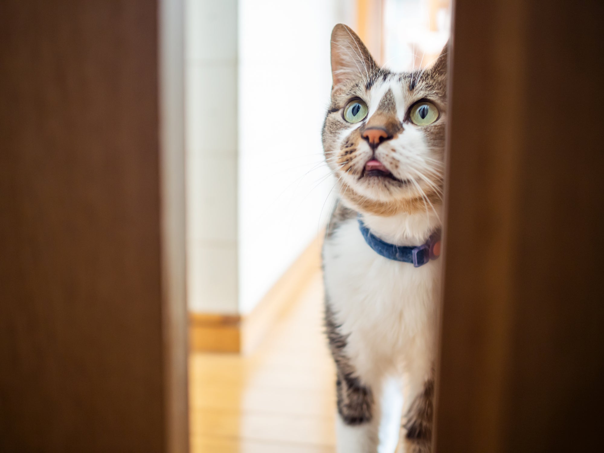 gato sente falta do dono: gato sentado atrás de uma porta 