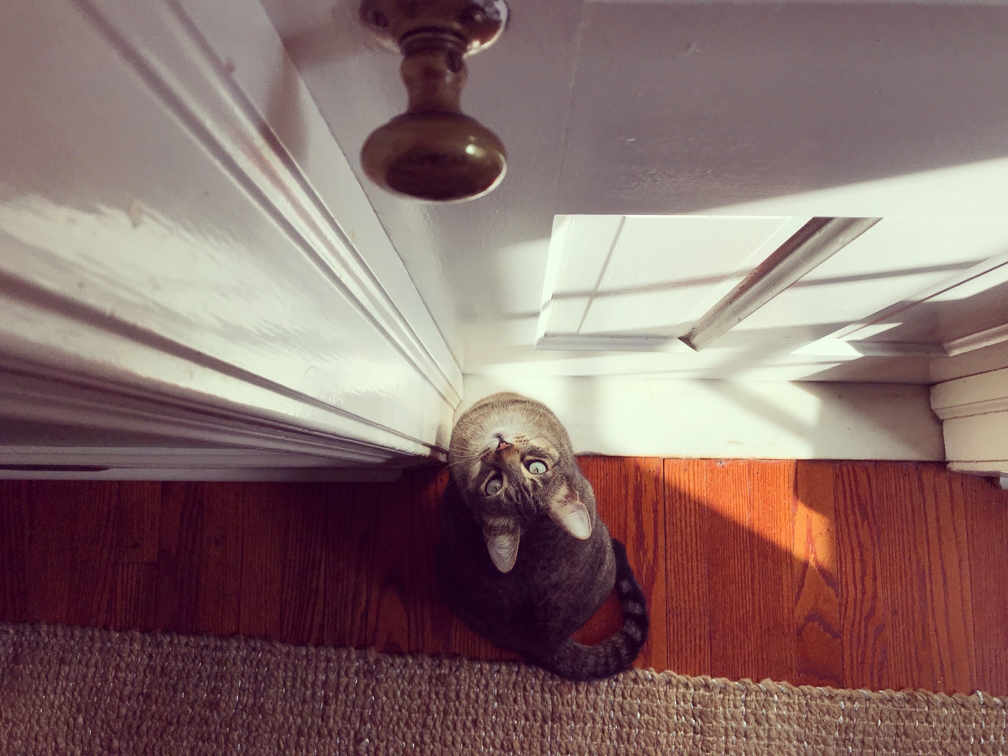 Gato olhando pra cima na frente de porta branca
