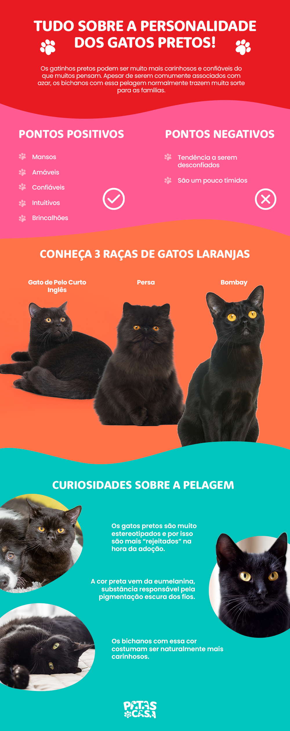Infográfico sobre a personalidade dos gatos pretos