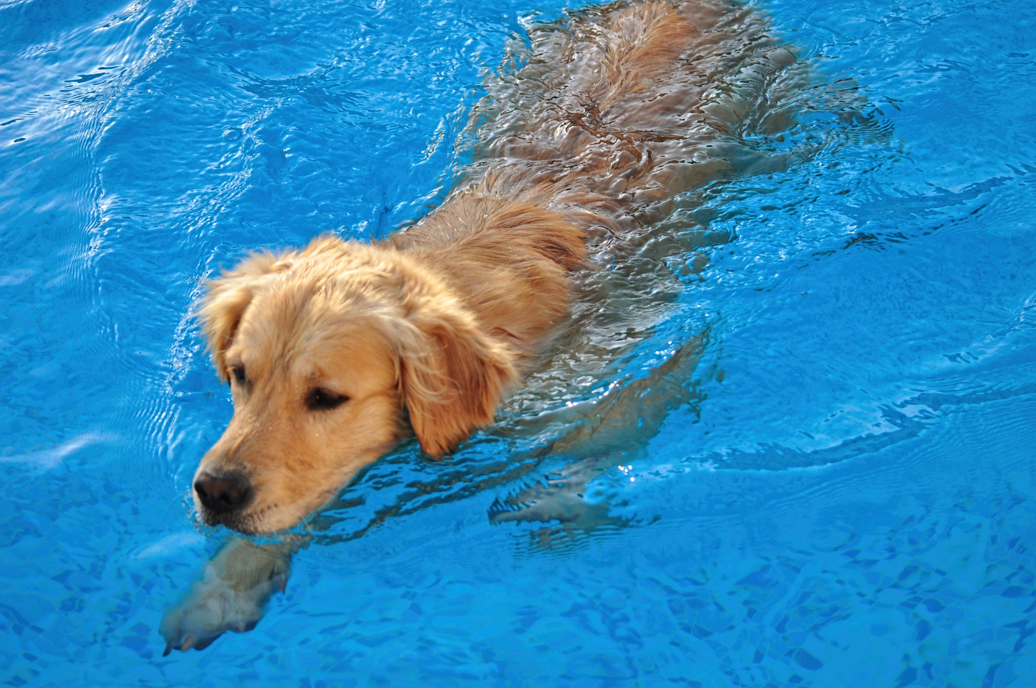 Cachorro Golden Retriever nadando em piscina