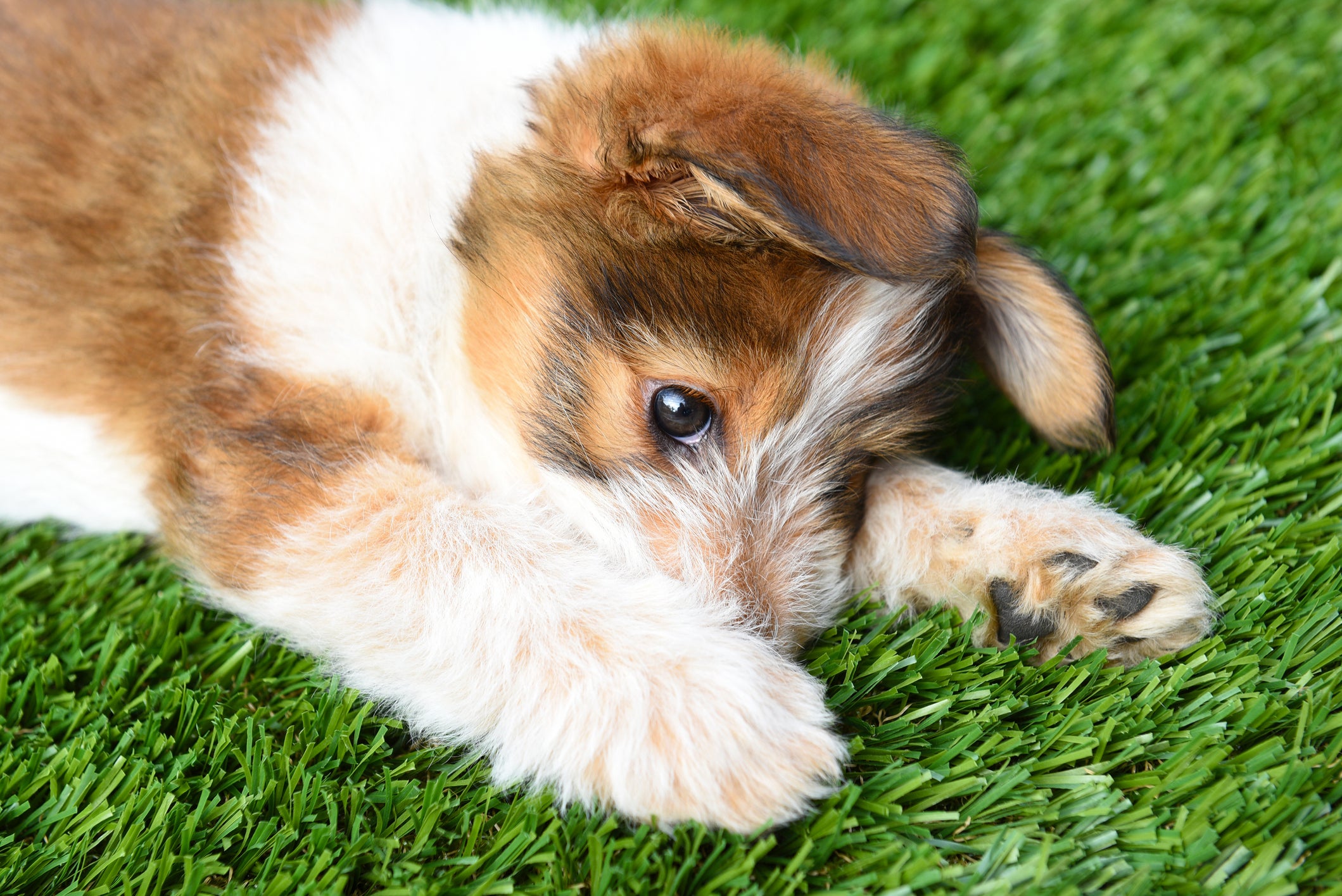 Cãozinho filhote deitado em grama sintética