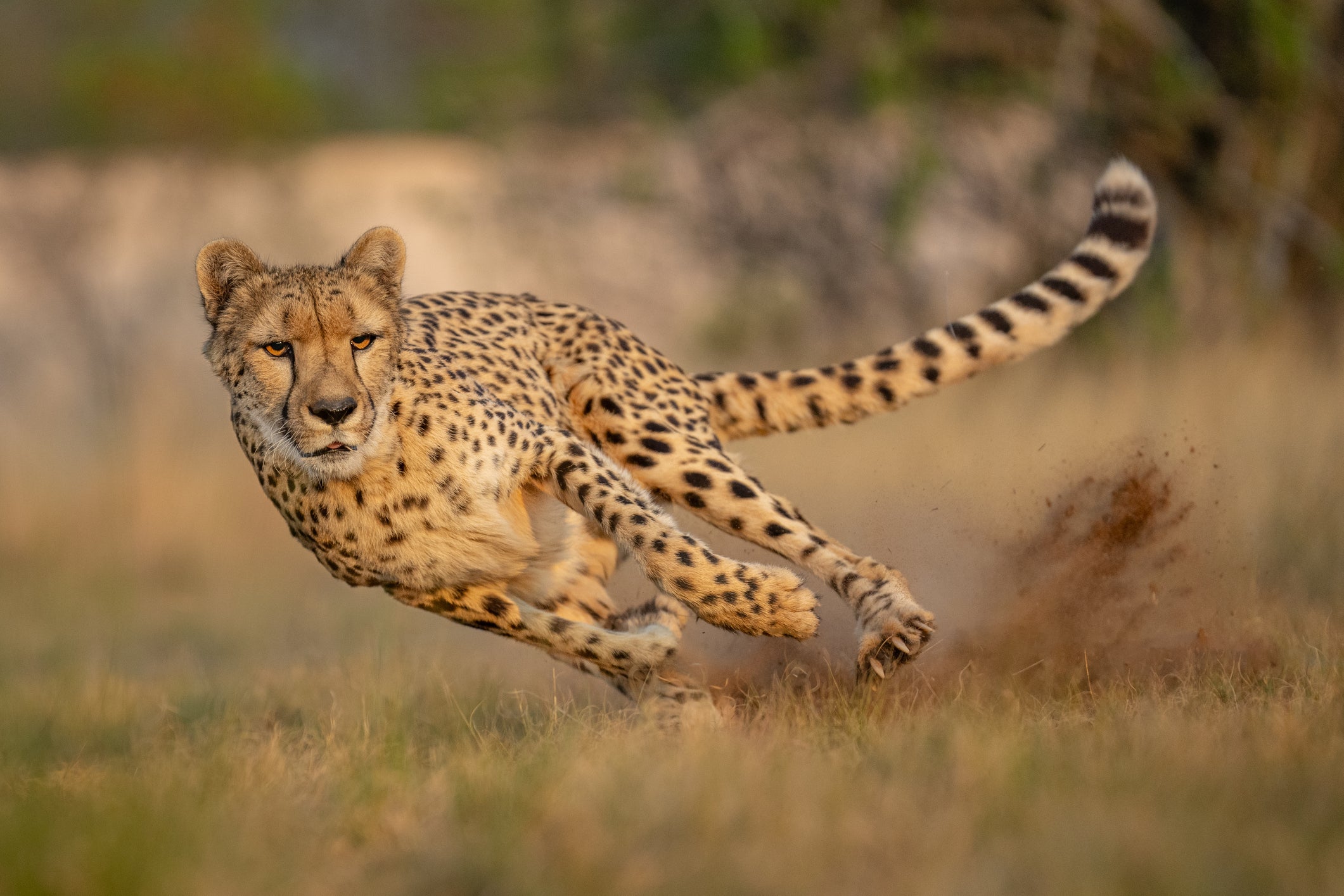 guepardo correndo na natureza