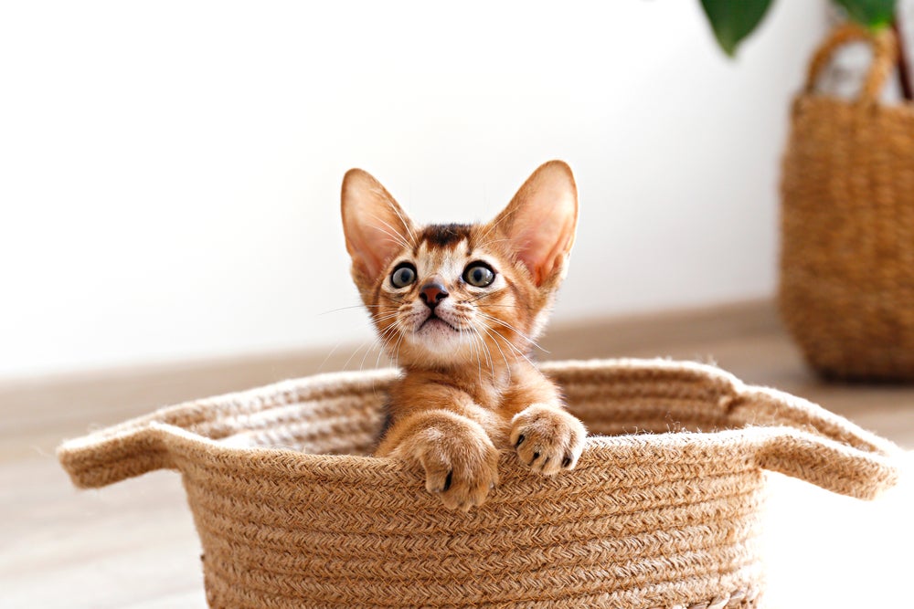 hipoplasia cerebelar em gatos: gato filhote dentro de bolsa