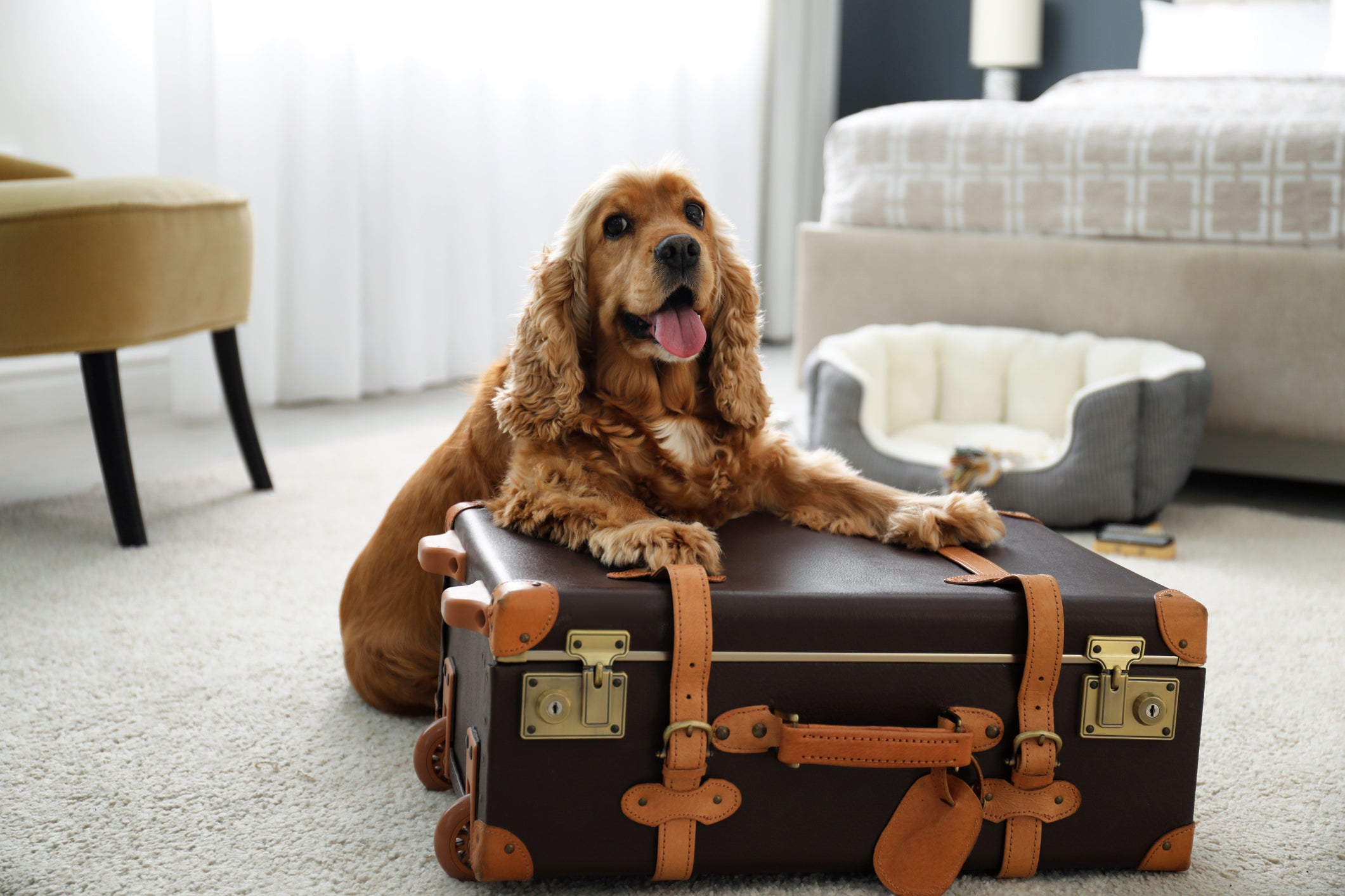 Cão Cocker Spaniel em cima de mala em quarto