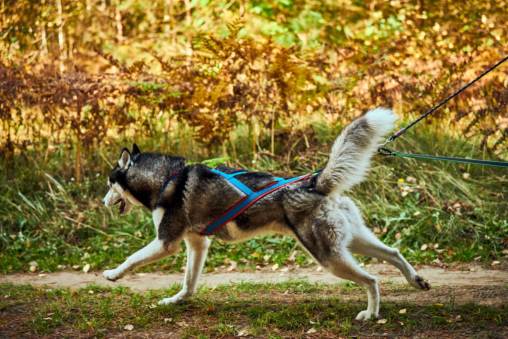 Husky Siberiano correndo com coleira de corrida