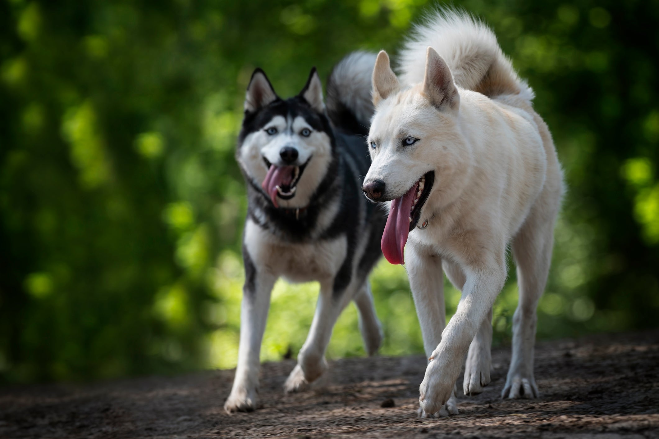 Dois cães Husky Siberiano correndo em bosque em dia ensolarado