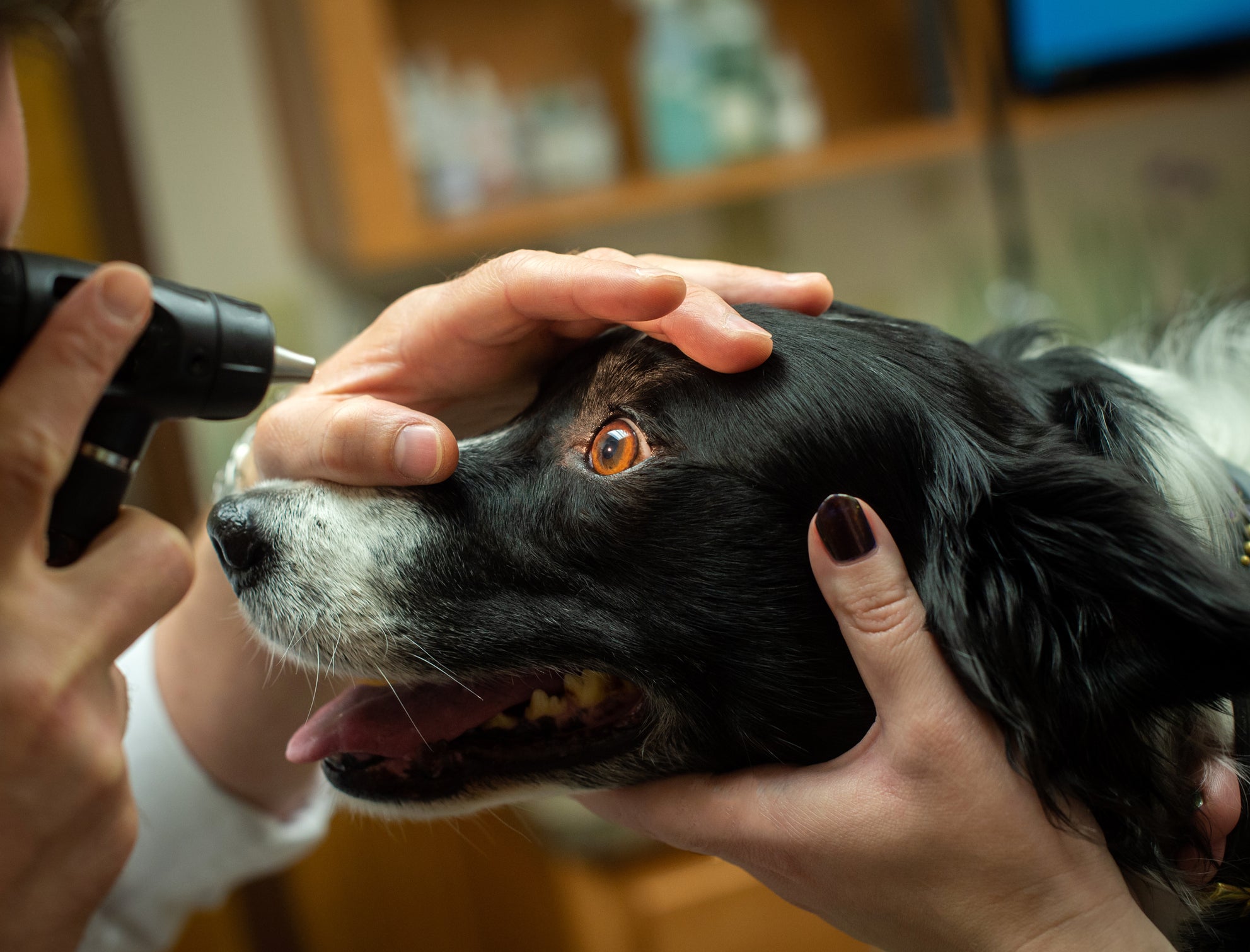 Veterinário examinando olhos de cão preto