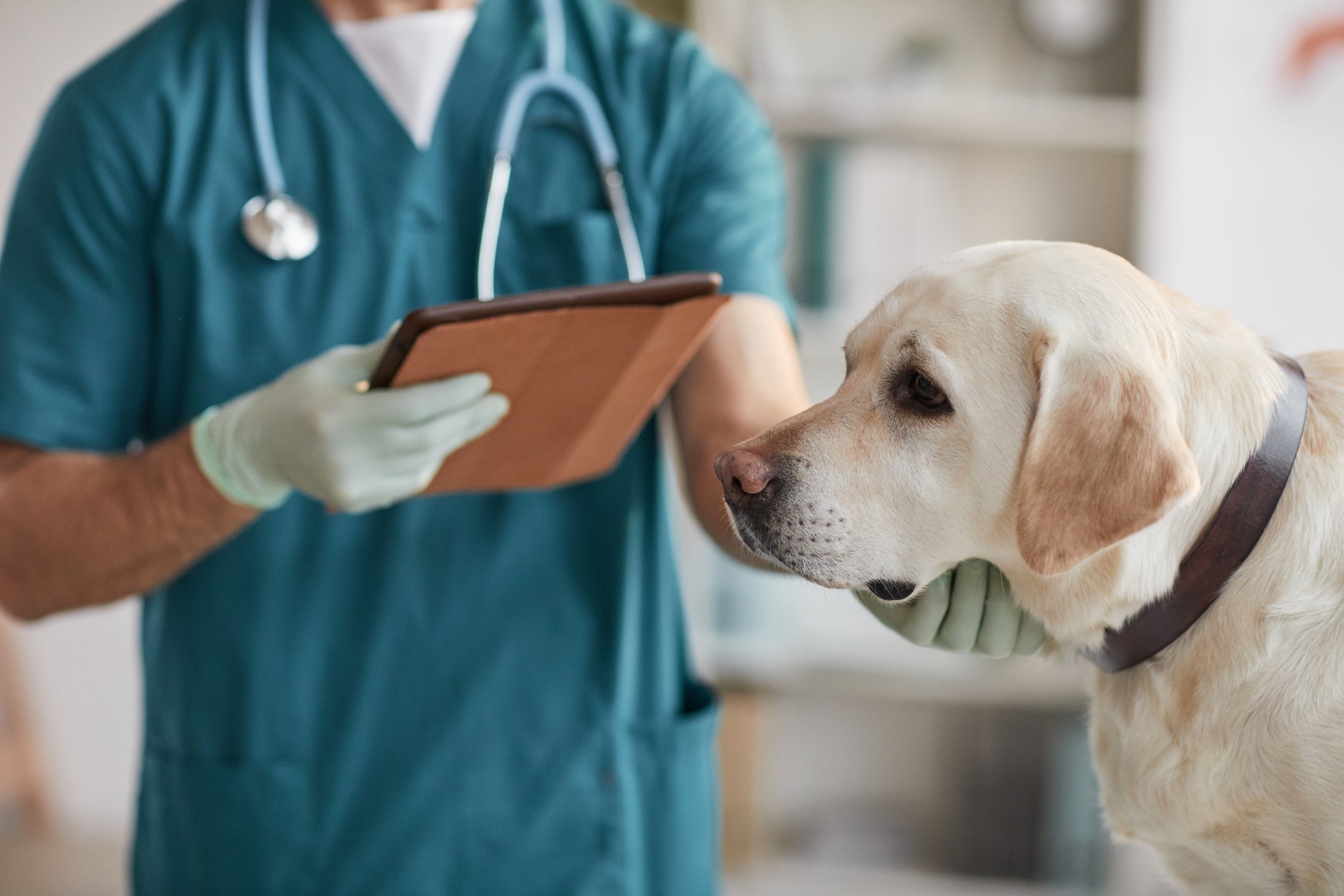 Cão Labrador sendo examinado por veterinário